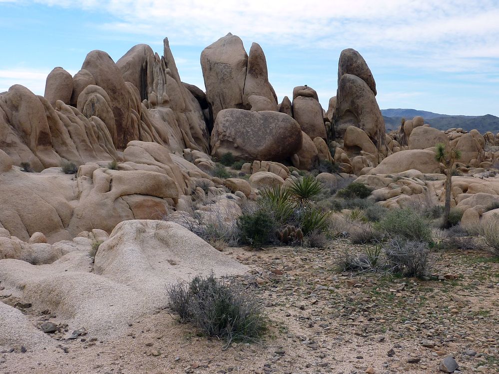 joshua tree national park (37).JPG